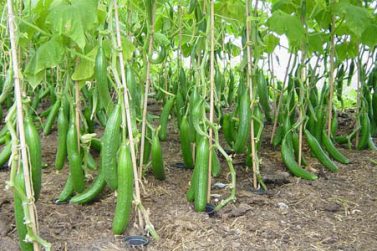 Cucumber-Farming